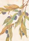 Hanging Olives Art Print by Unknown