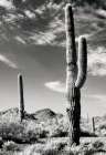 Cactus Art Print by Unknown