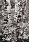 Birch Trees Art Print by Unknown