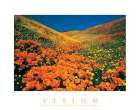 Vision - Edelweiss Flowers Art Print by Unknown