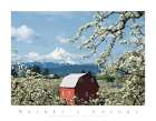 Red Barn and Apple Blossoms Art Print by Unknown