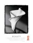 Beauty - Lily Art Print by Unknown