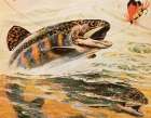 Trout and Fly Art Print by Unknown