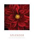 Splendor - Red Pool Art Print by Unknown