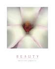 Beauty - White Magnolia Art Print by Unknown