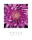 Grace - Purple Mum Art Print by Unknown