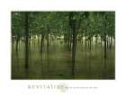 Revitalize - Forest Art Print