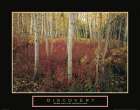 Discovery - Aspen Trees Art Print