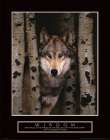 Wisdom - Grey Wolf Art Print
