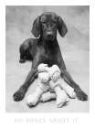 Dog and his Bone Art Print