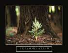 Determination - Little Pine Art Print