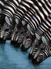 Zebra II Art Print by Unknown