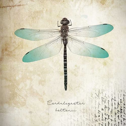 Cardulegaster baltanii Art Print by BRAUN Studio