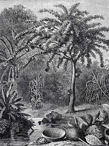 Arbre Landscape Print