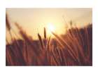 Epis au Coucher du Soleil Art Print