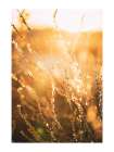 Rayons de soleil dans les Bles Art Print