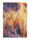 Eclat de Nature Art Print