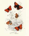 Planche Papillons 2 Art Print