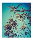 Palm Trees Art Print