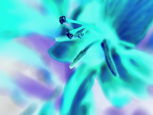 Turquoise Petals Art Print