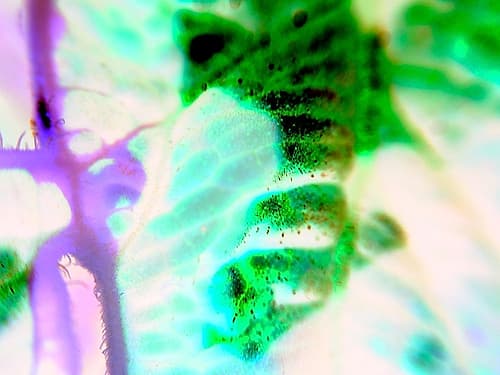 Biologic III Art Print by Grayscale