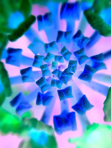 Radial Bowties II Art Print by Grayscale