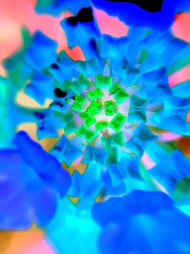 Radial Bowties IV Art Print