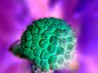 Bright Cluster I Art Print