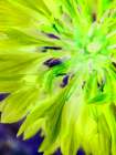 Natural Glow II Art Print