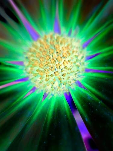 Nexus II Art Print