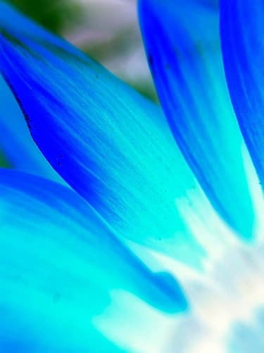 Blue Leaves I Art Print