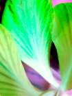 Green Leaves I Art Print