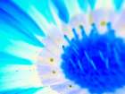 Natural Glow III Art Print