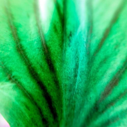 Green Leaves IV Art Print by Grayscale