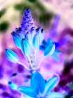 Infra Flower I Art Print