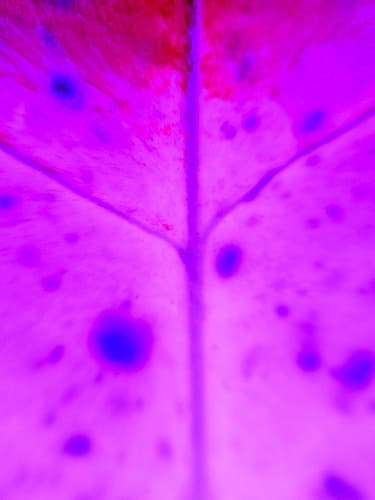 Purple Branch Art Print by Grayscale