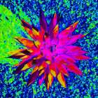 Aloe Burst I Art Print