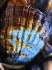 Wet Shell I Art Print