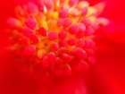 Flower Cluster I Art Print