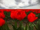 Red Tulip Field Art Print