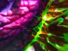 Complex Leaves I Art Print