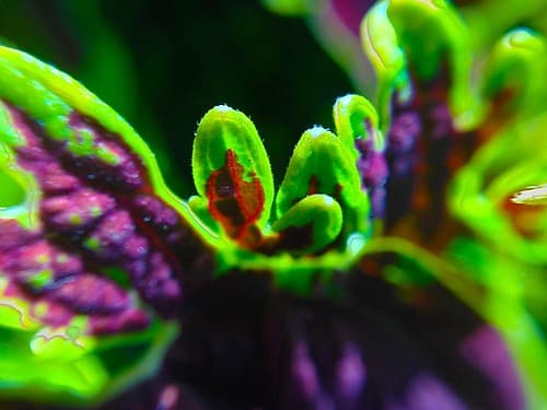 Complex Leaves II Art Print