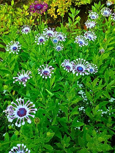 White and Purple I Art Print