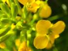 Yellow Wildflower I Art Print