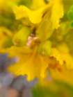 Yellow Wildflower II Art Print