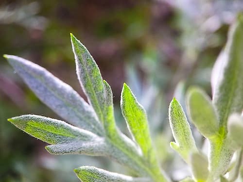 Silver Leaves I Art Print by Grayscale