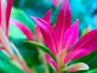 Pink Leaves I Art Print