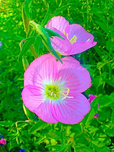 Geraniums II Art Print by Grayscale