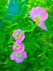 Geraniums III Art Print