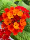 Lantana I Art Print